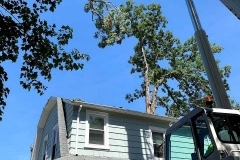 Lynchburg-VA-tree-removal