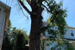Lynchburg-VA-tree-trimming
