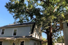 Lynchburg-tree-services