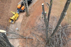 Lynchburg-tree-trimming