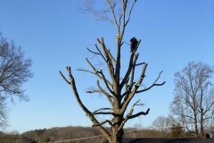 tree-cutting-Lynchburg-VA