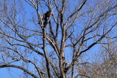 tree-removal-Lynchburg