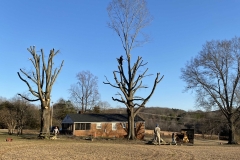 tree-service-Lynchburg-VA