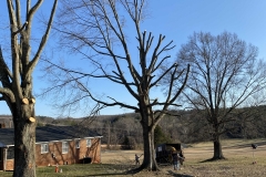 tree-service-Lynchburg