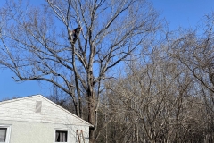 tree-services-Lynchburg-VA