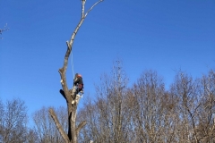tree-trimming-Lynchburg-VA
