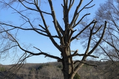 tree-trimming-Lynchburg
