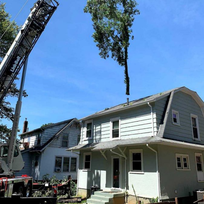 Services Tree Service Tree Cutting & Removal Lynchburg